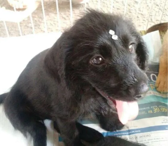 Cachorro raça Mestiço idade 2 a 6 meses nome Sem nome