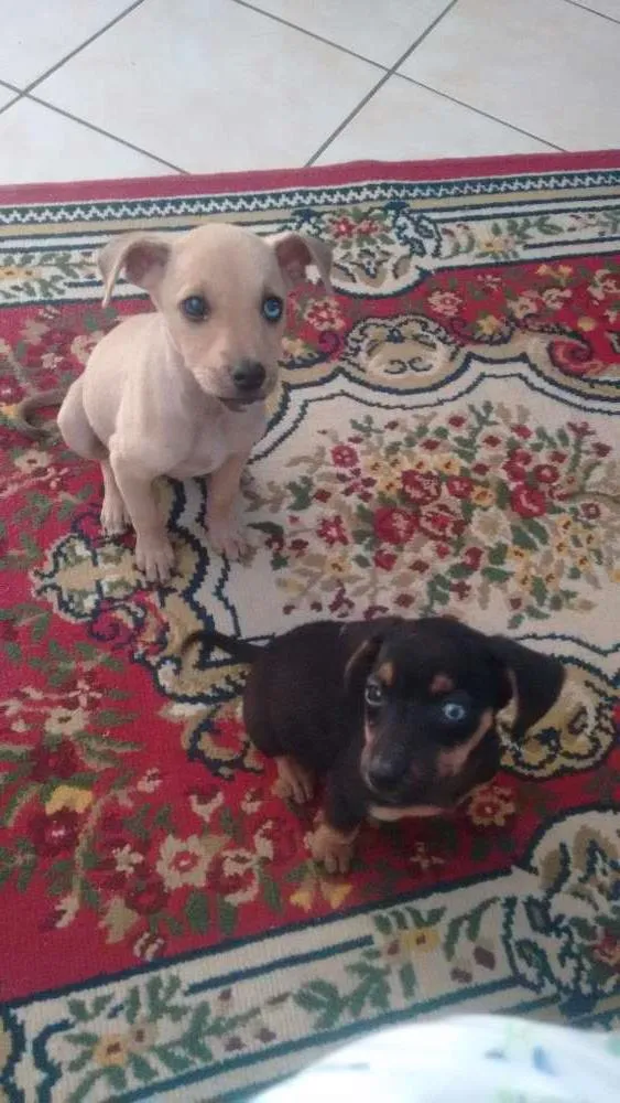 Cachorro ra a Srd idade 2 a 6 meses nome Sem nomes 