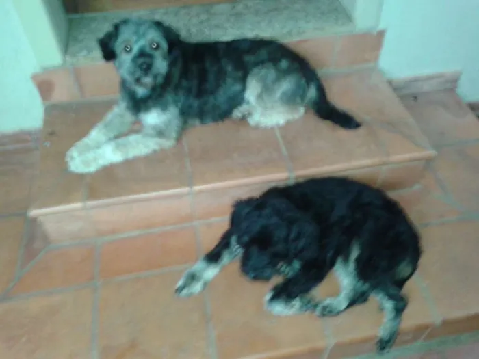 Cachorro raça Srd idade 4 anos nome Sol/Thor