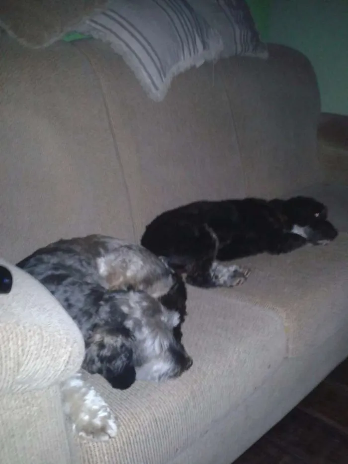 Cachorro raça Srd idade 4 anos nome Sol/Thor