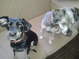 Cachorro raça Srd idade 4 anos nome Sol/Thor