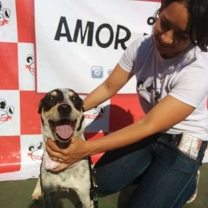 Cachorro ra a SRD idade 2 anos nome Lulu