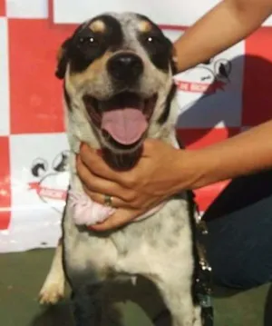 Cachorro raça SRD idade 2 anos nome Lulu