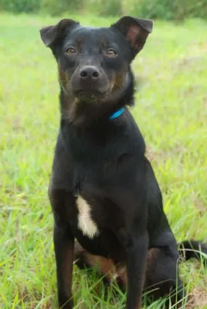 Cachorro raça SRD idade 6 ou mais anos nome Willie
