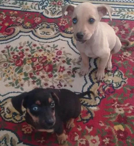 Cachorro ra a Srd idade 2 a 6 meses nome Sem nomes 
