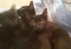 Gato raça  idade 2 a 6 meses nome fumaça 