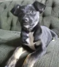 Belinha 