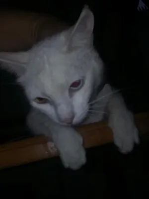 Gato raça  idade 7 a 11 meses nome branquinha