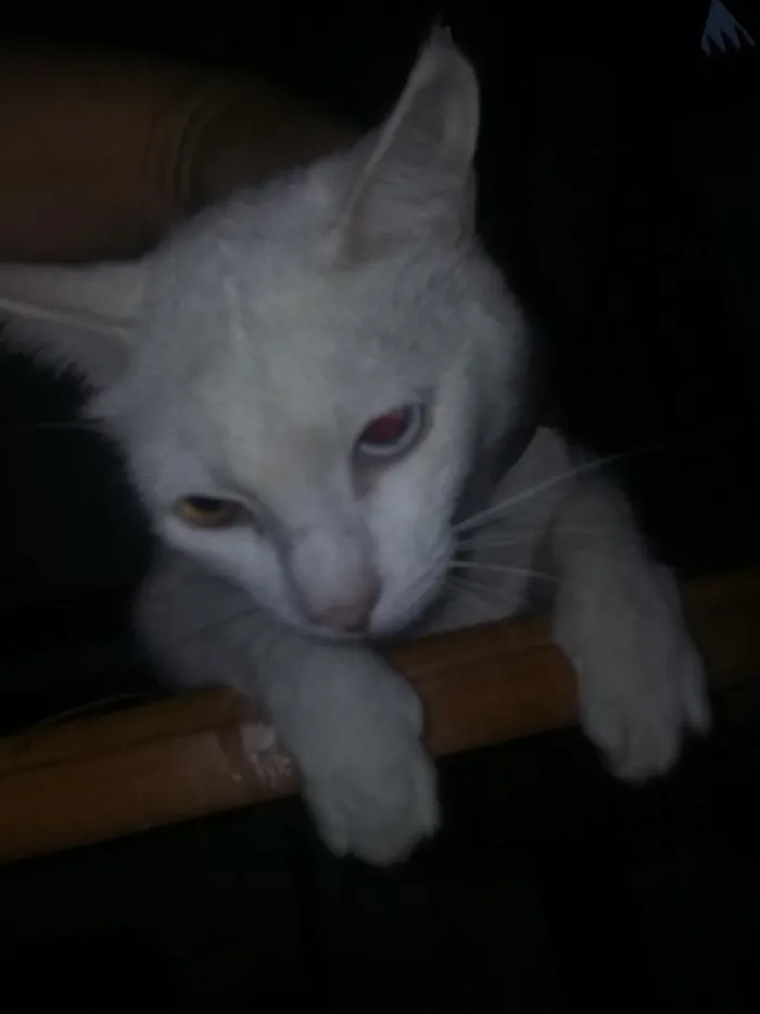 Gato ra a  idade 7 a 11 meses nome branquinha