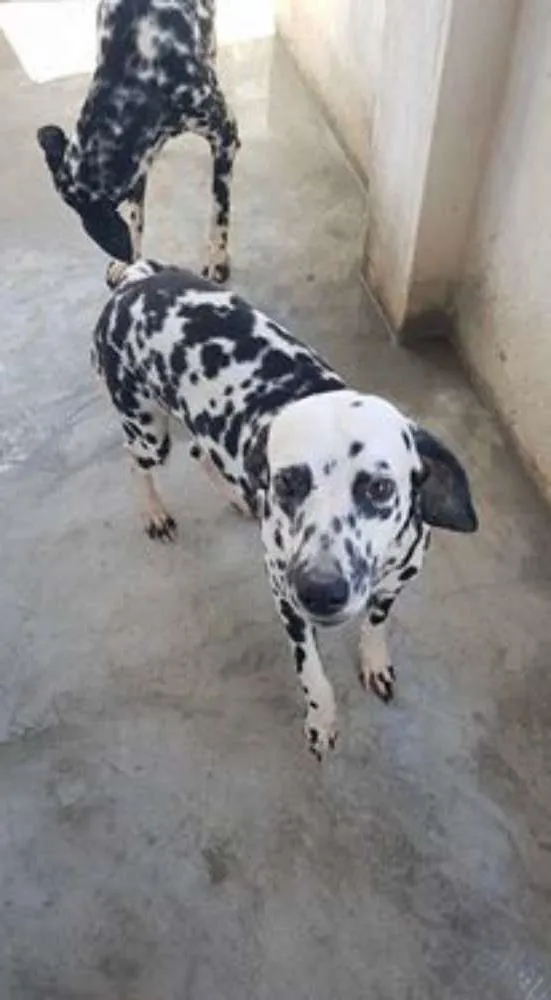 Cachorro ra a Dálmata idade 4 anos nome cristal ,logan 