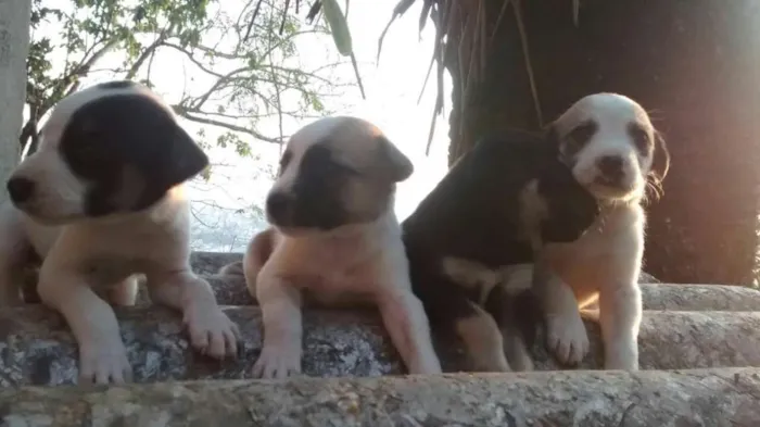 Cachorro raça vira-lata idade Abaixo de 2 meses nome filhote