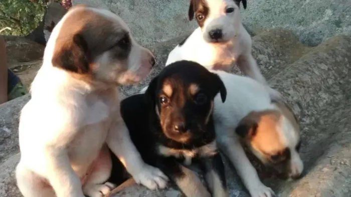 Cachorro raça vira-lata idade Abaixo de 2 meses nome filhote