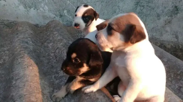 Cachorro raça vira-lata idade Abaixo de 2 meses nome filhote