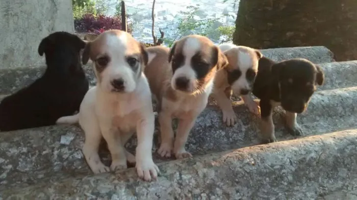 Cachorro raça vira-lata idade Abaixo de 2 meses nome filhote