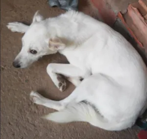 Cachorro raça Nao sei a raça idade 1 ano nome Birojuice