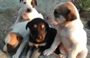 Cachorro raça vira-lata idade Abaixo de 2 meses nome filhote