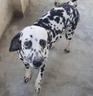Cachorro raça Dálmata idade 4 anos nome cristal ,logan 