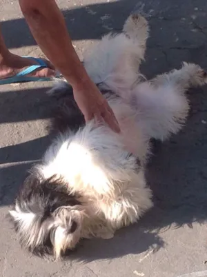 Cachorro raça Indefinido  idade 1 ano nome Megue 