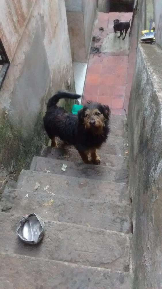 Cachorro ra a Vira lata com rotwaler idade 1 ano nome Betoven