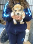 bebes paulis