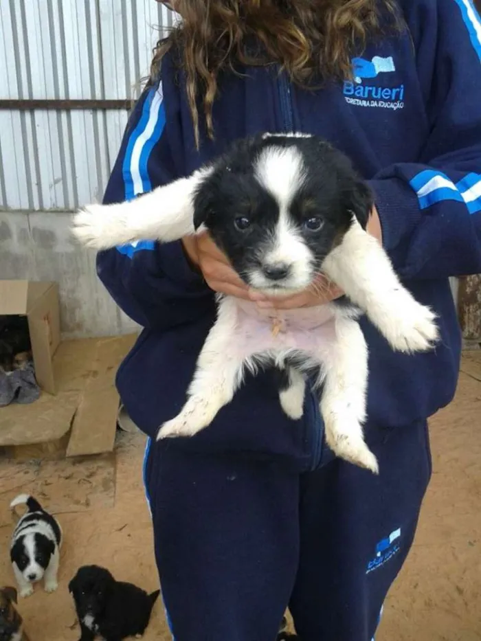 Cachorro ra a srd idade 2 a 6 meses nome bebes paulis