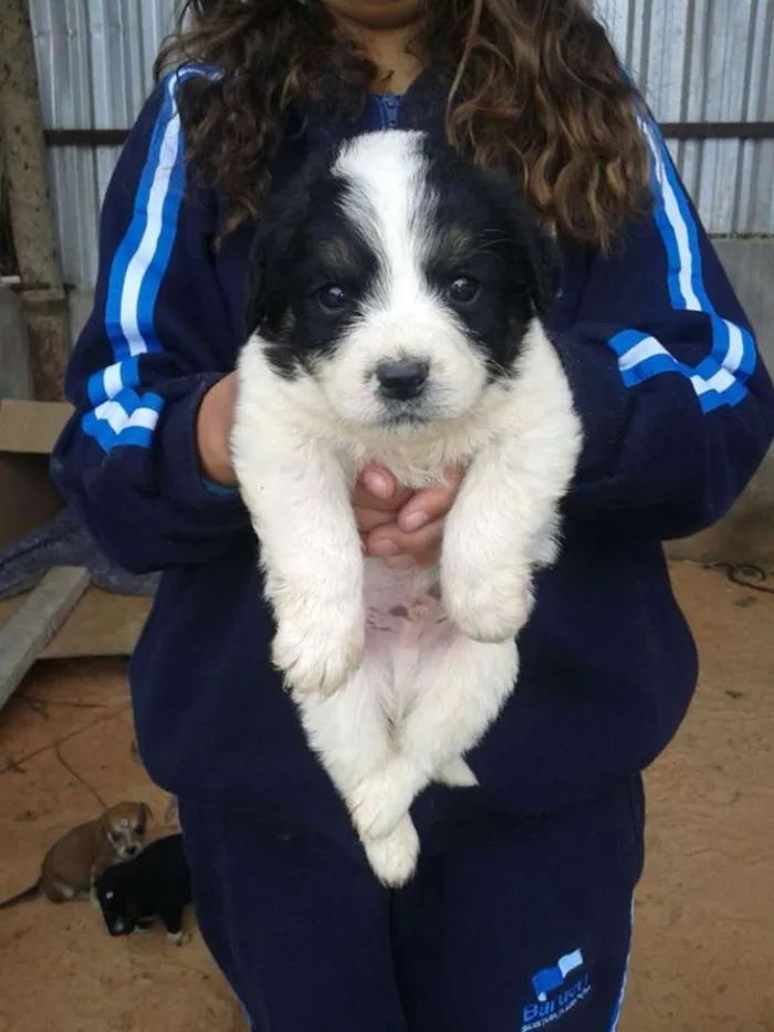 Cachorro ra a srd idade 2 a 6 meses nome bebes paulis