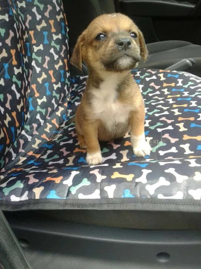 Cachorro ra a srd idade 2 a 6 meses nome bebes paulis