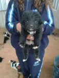 bebes paulis