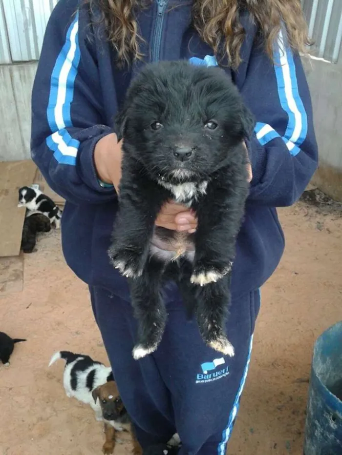 Cachorro ra a srd idade 2 a 6 meses nome bebes paulis