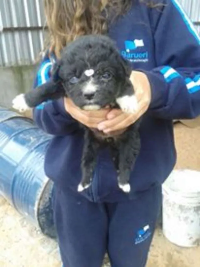 Cachorro ra a srd idade 2 a 6 meses nome bebes paulis