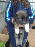 bebes paulis