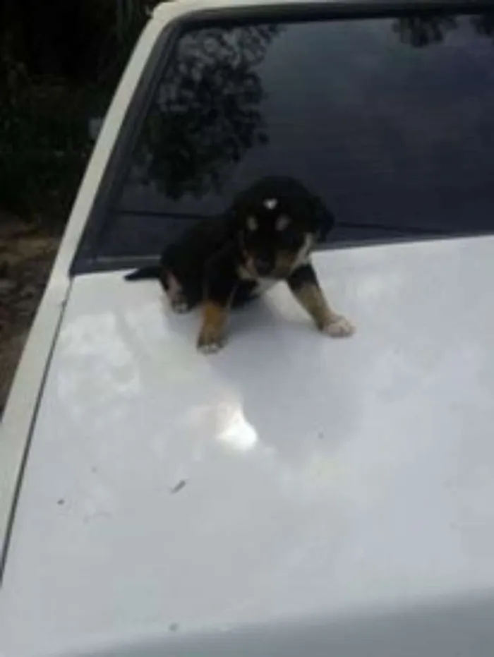 Cachorro ra a srd idade 2 a 6 meses nome bebes paulis