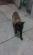 romeu