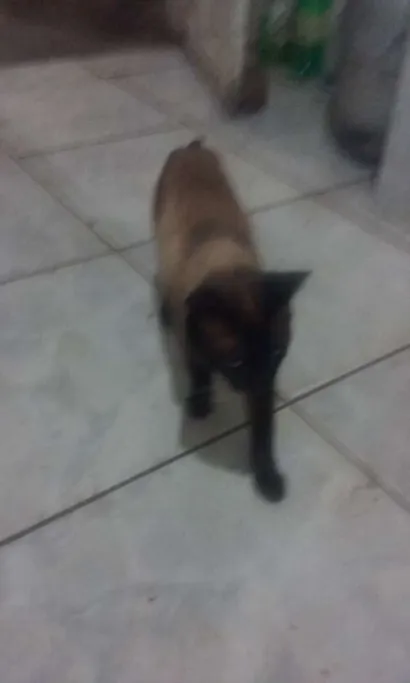 Gato raça Siamês idade 3 anos nome romeu