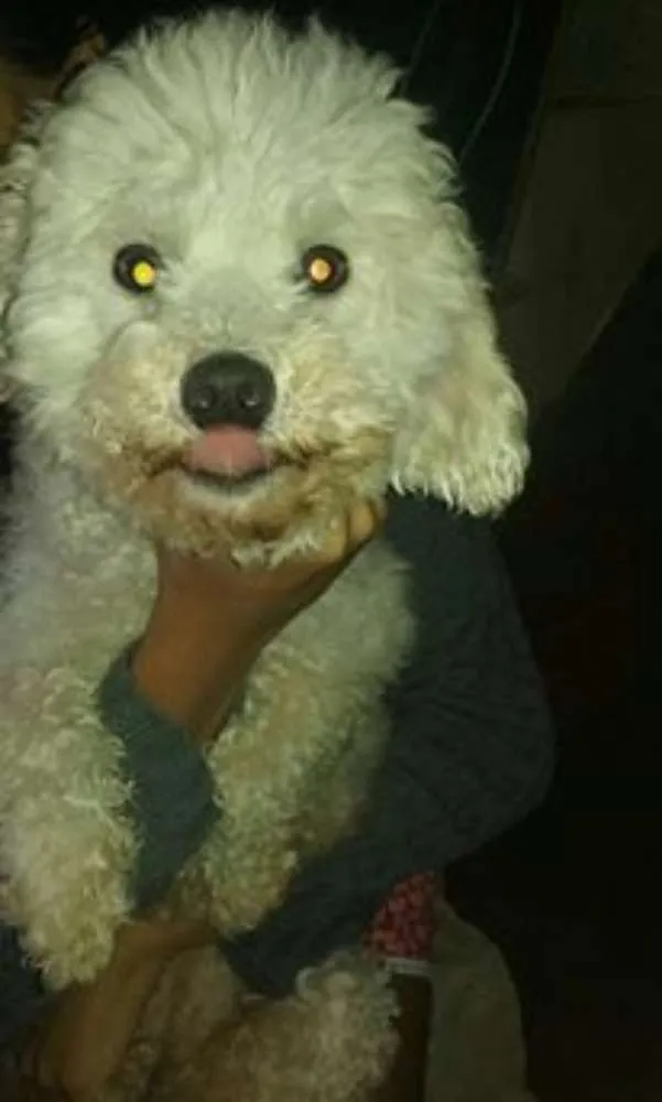 Cachorro ra a poodle idade 2 anos nome Belinha e Cristal