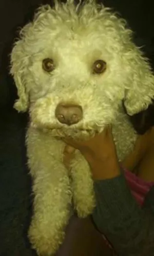 Cachorro raça poodle idade 2 anos nome Belinha e Cristal