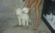 Belinha e Cristal
