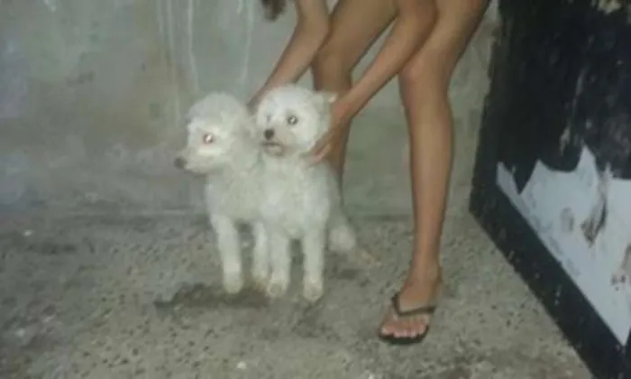 Cachorro ra a poodle idade 2 anos nome Belinha e Cristal