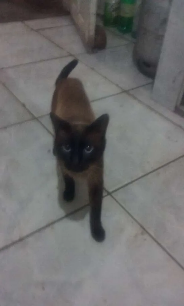 Gato raça Siamês idade 3 anos nome romeu