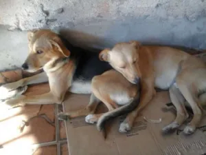 Cachorro raça mestiço, viralata idade 1 ano nome piter, menino, amare