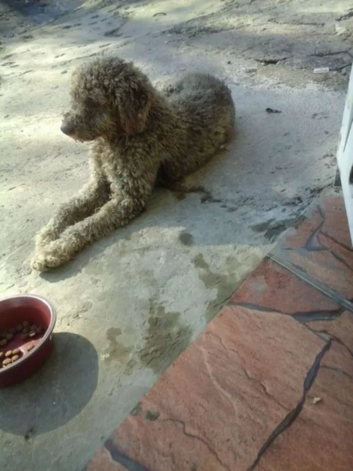 Cachorro ra a mestiço, viralata idade 1 ano nome piter, menino, amare