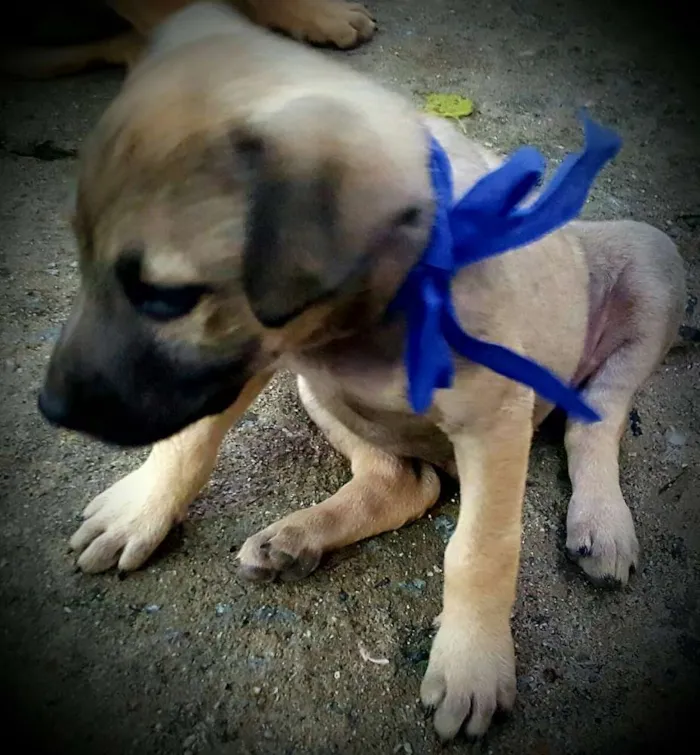 Cachorro ra a SRD idade 2 a 6 meses nome EROS 
