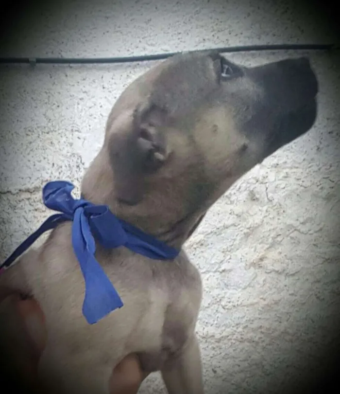 Cachorro ra a SRD idade 2 a 6 meses nome EROS 