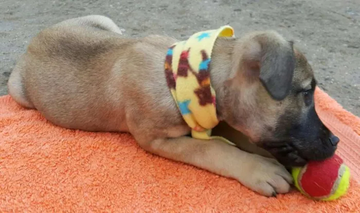 Cachorro ra a SRD idade 2 a 6 meses nome EROS 