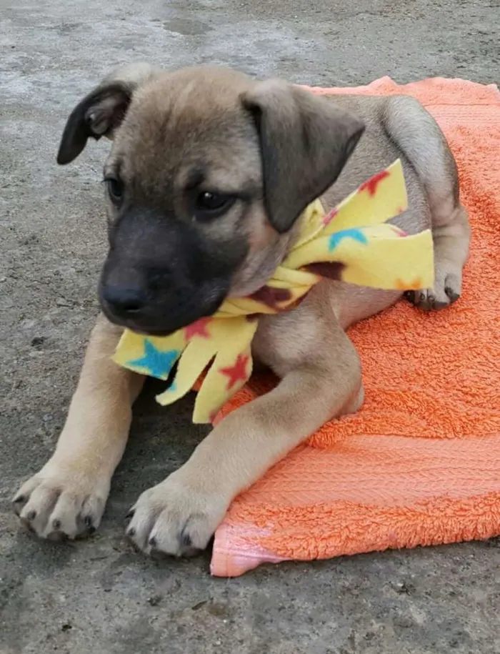 Cachorro ra a SRD idade 2 a 6 meses nome EROS 