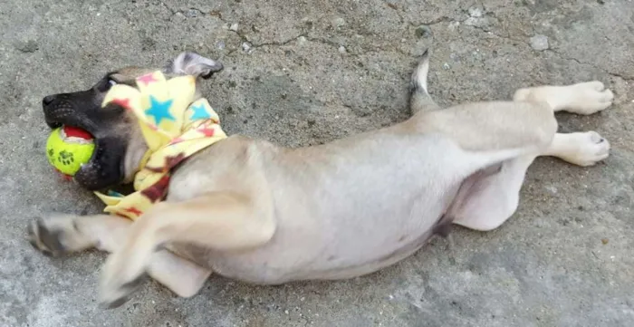 Cachorro ra a SRD idade 2 a 6 meses nome EROS 