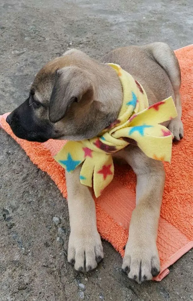 Cachorro ra a SRD idade 2 a 6 meses nome EROS 