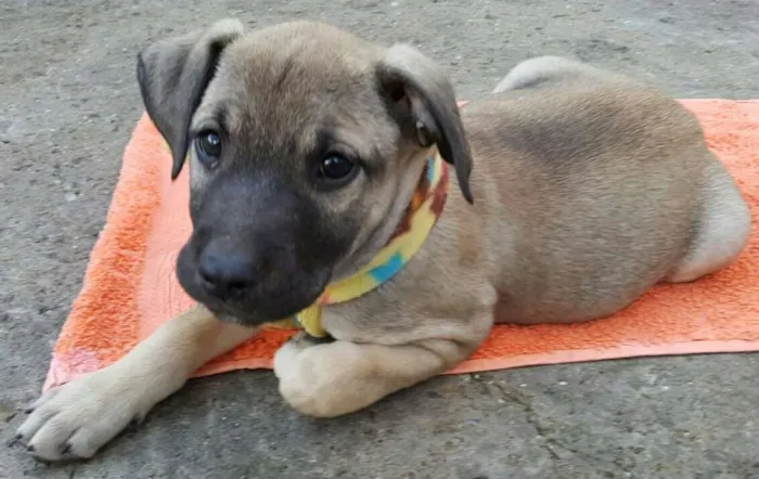 Cachorro ra a SRD idade 2 a 6 meses nome EROS 