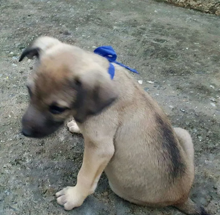 Cachorro ra a SRD idade 2 a 6 meses nome EROS 