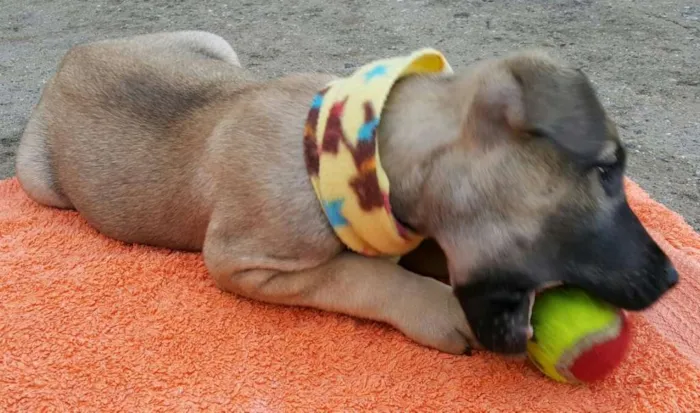 Cachorro ra a SRD idade 2 a 6 meses nome EROS 